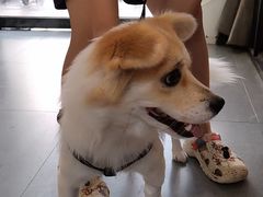 -芭比堂动物医院·心脏专科·夜诊·吉雅分院