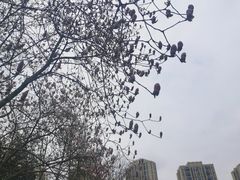 -龙头寺公园