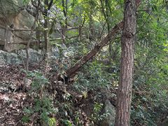 -铁山坪森林公园