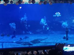 -烟台海昌鲸鲨海洋公园