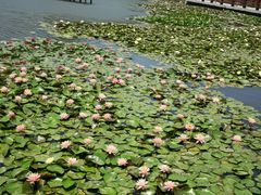 -长兴太湖图影湿地文化园