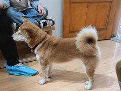 -是阿柴呀！柴犬咖啡·爱喵喵猫咖