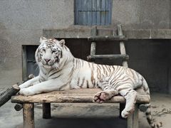 -西安秦岭野生动物园