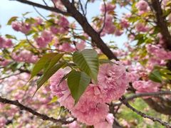 -石家庄市植物园