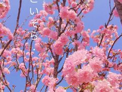 -天适樱花悠乐园