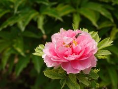 -洛阳市隋唐城遗址植物园