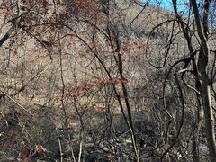 -五女峰国家森林公园