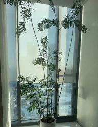 -HYOUNG 禾漾·BTL官方美学中心
