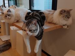 -有喵·猫咖·狗咖·30几只猫10只小狗(岗厦店)