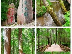 -汤旺河林海奇石景区