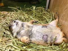 -藦茜花园宠物主题亲子互动体验馆(国顺东路店)