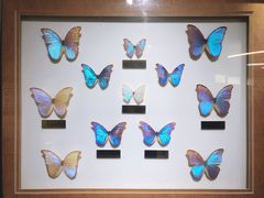 -上海昆虫博物馆