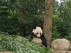 -中国大熊猫保护研究中心雅安碧峰峡基地