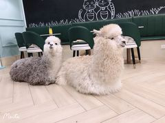 -安格丽娜·狗咖·猫咖羊驼咖(春熙路百盛商场店)