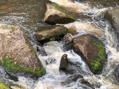-汤旺河林海奇石景区
