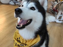 -Husky Go! 哈士奇体验馆·宠物咖啡厅狗咖