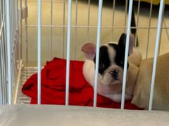 -佳雯宠物医院·皮肤科·内外科(春晓路分院)