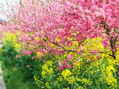 -南汇桃花村