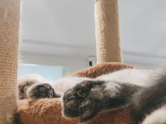 -楼上猫咖(罗湖店)