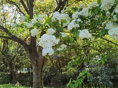 -上海滨江森林公园