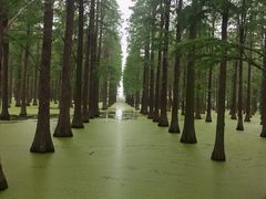 -渌洋湖湿地公园