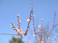 -梅花山(明孝陵内)