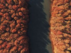 -上海海湾国家森林公园