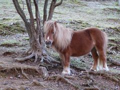 -神户市立六甲山牧场