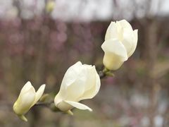 -武汉紫薇都市田园