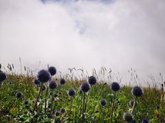 -白草畔自然风景区