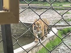 -横道河子东北虎林园