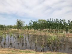 -东郊湿地公园