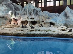 -帝企鹅自助餐厅•儿童岛•真企鹅(长隆企鹅酒店)