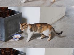 -猫里有甜