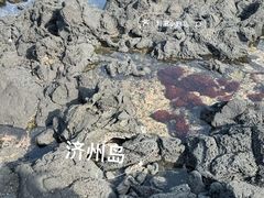 -涉地可支