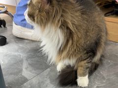 -东莞宠友24H宠物中心医院·转诊夜诊·异宠(新河北路院)