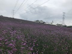 -紫颐香薰山谷景区