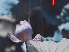 -大宁公园