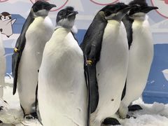 -珠海长隆海洋王国
