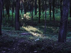 -丁香湖公园