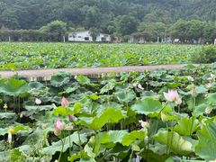 -红山村