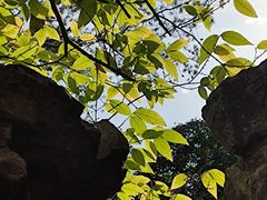 -何园