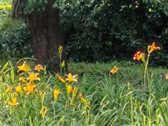 -国家植物园南园