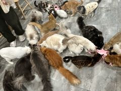 -楼上猫咖(罗湖店)