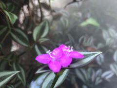 -呀诺达热带雨林
