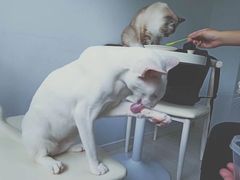 -喵的天空名猫咖啡馆·撸猫·猫舍·用品