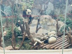 -都江堰中华大熊猫苑