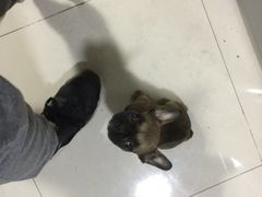 -翊宠yipet猫狗购宠庄园犬舍•猫舍