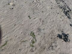 -红树林天天赶海