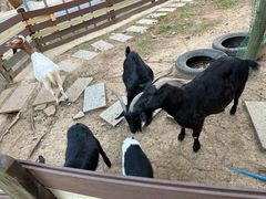 -广州锦绣香江度假别墅